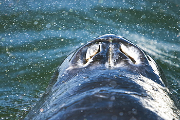 Close-up view of the twin blowholes of a California Gray Whale calf (Eschrichtius robustus) in San Ignacio Lagoon, Baja Peninsula, Baja California Sur, Mexico