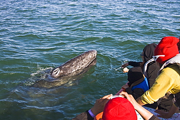 Excited whale watchers reach out to touch a California Gray Whale calf (Eschrichtius robustus) in San Ignacio Lagoon, Baja Peninsula, Baja California Sur, Mexico