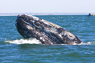 An adult California Gray Whale (Eschrichtius robustus) spy-hopping (note the eye above water) in San Ignacio Lagoon, Baja Peninsula, Baja California Sur, Mexico