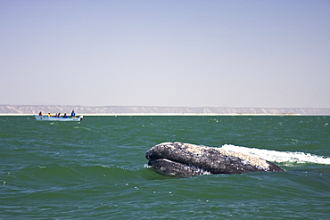 An adult California Gray Whale (Eschrichtius robustus) spy-hopping in San Ignacio Lagoon, Baja California Sur, Mexico