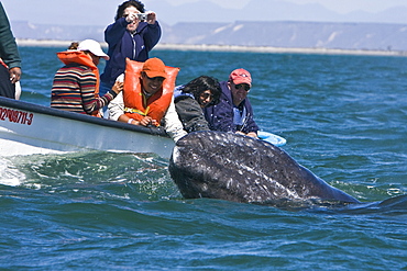 Excited whale watchers reach out to touch a California Gray Whale calf (Eschrichtius robustus) in San Ignacio Lagoon, Baja Peninsula, Baja California Sur, Mexico