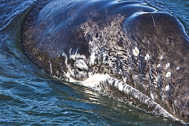 Looking into the eye of a California Gray Whale calf (Eschrichtius robustus) in San Ignacio Lagoon on the Pacific side of the Baja Peninsula, Baja California Sur, Mexico