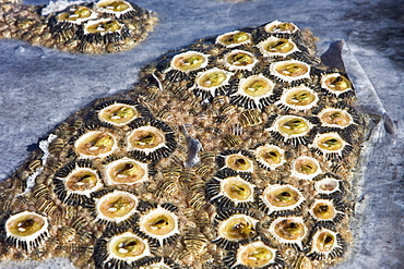 Close up view of the skin of an adult California Gray Whale (Eschrichtius robustus) in San Ignacio Lagoon showing the barnacles and whale lice, Baja Peninsula, Baja California Sur, Mexico