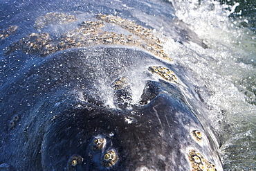 Close-up view of the twin blowholes of a California Gray Whale calf (Eschrichtius robustus) in San Ignacio Lagoon, Baja Peninsula, Baja California Sur, Mexico