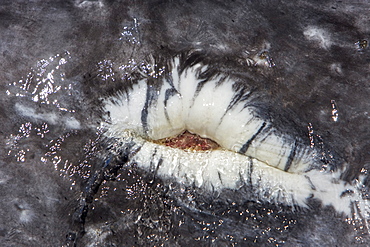 Detailed look at a healed wound on the side of an adult California Gray Whale (Eschrichtius robustus) in San Ignacio Lagoon, Baja Peninsula, Baja California Sur, Mexico