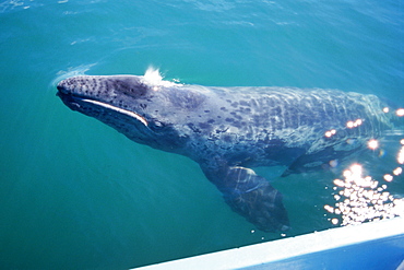 Gray whale calf surfacing near boat. San Ignacio Lagoon, Mexico.