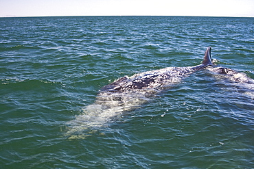 A mother California Gray Whale (Eschrichtius robustus) and newborn calf in San Ignacio Lagoon, Baja California Sur, Mexico