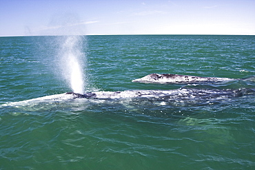 A mother California Gray Whale (Eschrichtius robustus) and newborn calf in San Ignacio Lagoon, Baja California Sur, Mexico