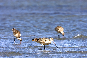 Adult Whimbrel (Numenius phaeopus) feeding at low tide on the tidal flats in San Ignacio Lagoon, Baja California Sur, Mexico.