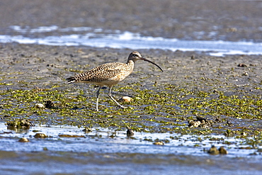 Adult Whimbrel (Numenius phaeopus) feeding at low tide on the tidal flats in San Ignacio Lagoon, Baja California Sur, Mexico.