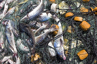 Three generations of Mexican fisherman work to pick, sort, and clean a huge catch from their gill net in San Ignacio Lagoon, Baja California Sur, Mexico