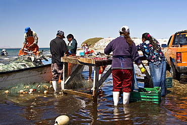 Three generations of Mexican fisherman work to pick, sort, and clean a huge catch from their gill net in San Ignacio Lagoon, Baja California Sur, Mexico