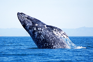 Adult gray whale breaching in San Ignacio Lagoon, Baja, Mexico.