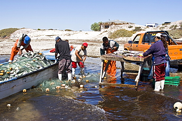 Three generations of Mexican fisherman work to pick, sort, and clean a huge catch from their gill net in San Ignacio Lagoon, Baja California Sur, Mexico