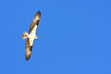 Adult Osprey (Pandion haliaetus) on the wing in San Ignacio Lagoon, Baja California Sur, Mexico.