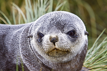 Antarctic Fur Seal (Arctocephalus gazella) pup on Prion Island in the Bay of Isles on the island of South Georgia, Southern Atlantic Ocean