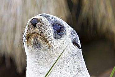 Antarctic Fur Seal (Arctocephalus gazella) pup on Prion Island in the Bay of Isles on the island of South Georgia, Southern Atlantic Ocean