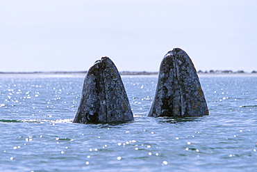 Two adult gray whales spyhopping in San Ignacio Lagoon, Mexico.