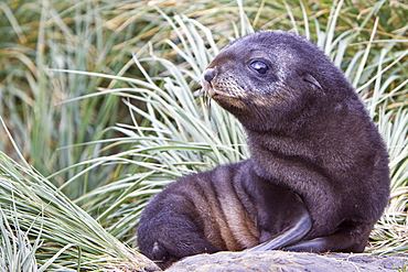 Antarctic Fur Seal (Arctocephalus gazella) pup on Prion Island in the Bay of Isles on the island of South Georgia, Southern Atlantic Ocean