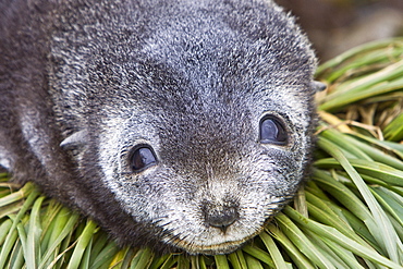 Antarctic Fur Seal (Arctocephalus gazella) pup on Prion Island in the Bay of Isles on the island of South Georgia, Southern Atlantic Ocean