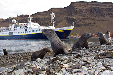 Antarctic Fur Seal (Arctocephalus gazella) pups at play at the abandoned Norwegian whaling station at Stromness on the island of South Georgia, Southern Atlantic Ocean