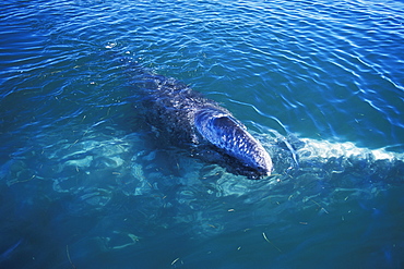 Gray Whale (Eschrichtius robustus) mother and calf at the surface in San Ignacio Lagoon, Baja California Sur, Mexico.