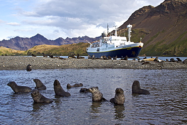 Antarctic Fur Seal (Arctocephalus gazella) pups at play at the abandoned Norwegian whaling station at Stromness on the island of South Georgia, Southern Atlantic Ocean