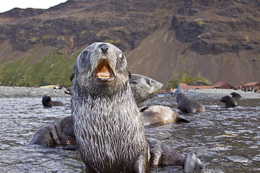 Antarctic Fur Seal (Arctocephalus gazella) pups at play at the abandoned Norwegian whaling station at Stromness on the island of South Georgia, Southern Atlantic Ocean