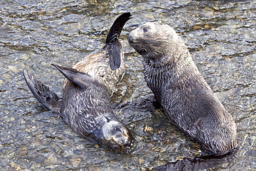 Antarctic Fur Seal (Arctocephalus gazella) pups at play at the abandoned Norwegian whaling station at Stromness on the island of South Georgia, Southern Atlantic Ocean