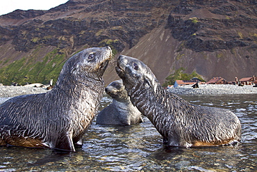 Antarctic Fur Seal (Arctocephalus gazella) pups at play at the abandoned Norwegian whaling station at Stromness on the island of South Georgia, Southern Atlantic Ocean