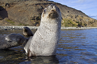 Antarctic Fur Seal (Arctocephalus gazella) pups at play at the abandoned Norwegian whaling station at Stromness on the island of South Georgia, Southern Atlantic Ocean