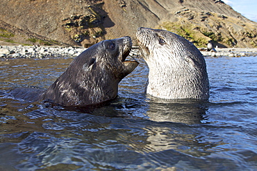 Antarctic Fur Seal (Arctocephalus gazella) pups at play at the abandoned Norwegian whaling station at Stromness on the island of South Georgia, Southern Atlantic Ocean