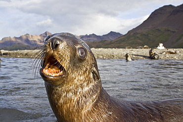 Antarctic Fur Seal (Arctocephalus gazella) pups at play at the abandoned Norwegian whaling station at Stromness on the island of South Georgia, Southern Atlantic Ocean