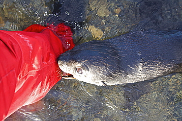 Antarctic Fur Seal (Arctocephalus gazella) pups at play at the abandoned Norwegian whaling station at Stromness on the island of South Georgia, Southern Atlantic Ocean