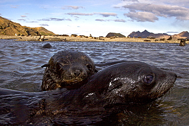 Antarctic Fur Seal (Arctocephalus gazella) pups at play at the abandoned Norwegian whaling station at Stromness on the island of South Georgia, Southern Atlantic Ocean