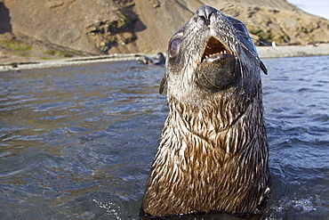 Antarctic Fur Seal (Arctocephalus gazella) pups at play at the abandoned Norwegian whaling station at Stromness on the island of South Georgia, Southern Atlantic Ocean