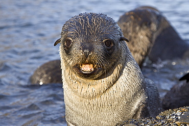 Antarctic Fur Seal (Arctocephalus gazella) pups at play at the abandoned Norwegian whaling station at Stromness on the island of South Georgia, Southern Atlantic Ocean