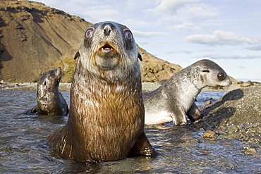 Antarctic Fur Seal (Arctocephalus gazella) pups at play at the abandoned Norwegian whaling station at Stromness on the island of South Georgia, Southern Atlantic Ocean