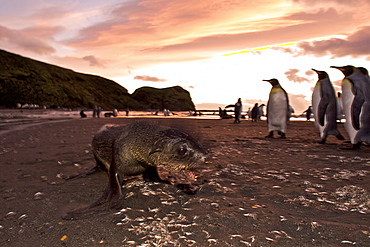 Antarctic Fur Seal (Arctocephalus gazella) at sunrise in St. Andrews Bay on the island of South Georgia, Southern Atlantic Ocean