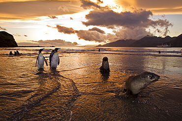 Antarctic Fur Seal (Arctocephalus gazella) on the island of South Georgia, Southern Atlantic Ocean