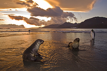 Antarctic Fur Seal (Arctocephalus gazella) on the island of South Georgia, Southern Atlantic Ocean