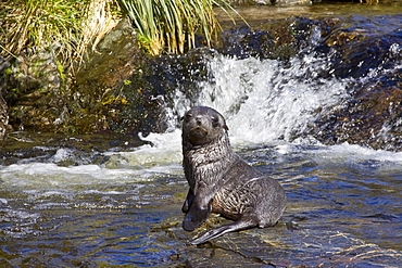 Antarctic Fur Seal (Arctocephalus gazella) on the island of South Georgia, Southern Atlantic Ocean