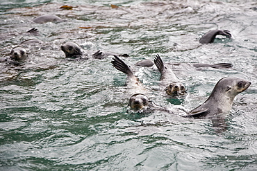 Antarctic Fur Seal (Arctocephalus gazella) on the island of South Georgia, Southern Atlantic Ocean