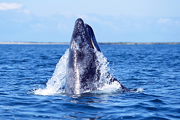 Gray whale calf breaching with water pouring from open mouth.  San Ignacio Lagoon, Baja, Mexico.