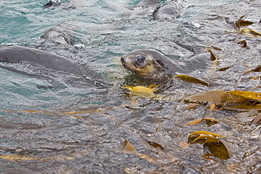 Antarctic Fur Seal (Arctocephalus gazella) on the island of South Georgia, Southern Atlantic Ocean