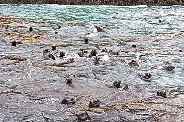 Antarctic Fur Seal (Arctocephalus gazella) on the island of South Georgia, Southern Atlantic Ocean