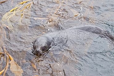 Antarctic Fur Seal (Arctocephalus gazella) on the island of South Georgia, Southern Atlantic Ocean