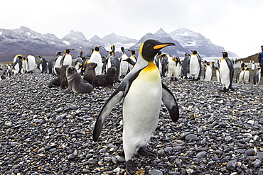 King Penguin (Aptenodytes patagonicus) breeding and nesting colonies on South Georgia Island, Southern Ocean. 