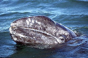 Adult Gray Whale, Eschrichtius robustus, eye detail, San Ignacio Lagoon, Baja, Mexico