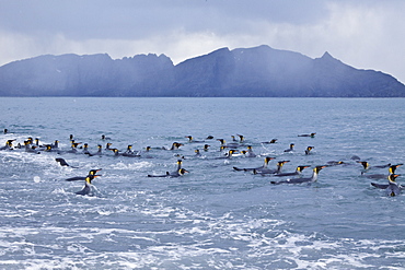 King Penguin (Aptenodytes patagonicus) breeding and nesting colonies on South Georgia Island, Southern Ocean.